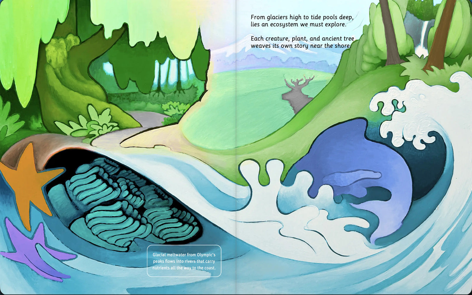 Illustrated Olympic National Park forest spread