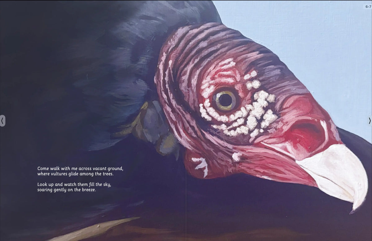Illustrated Turkey and Black Vultures soaring, circling, and riding rising thermal air