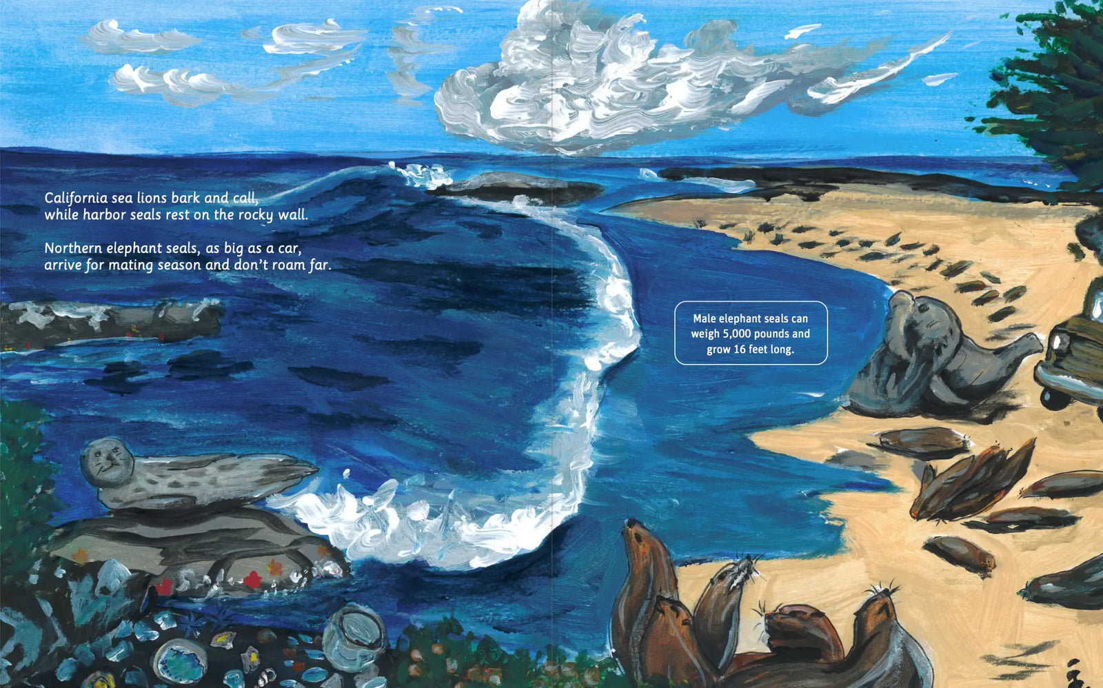 Illustrated Channel Islands National Park wildlife spread