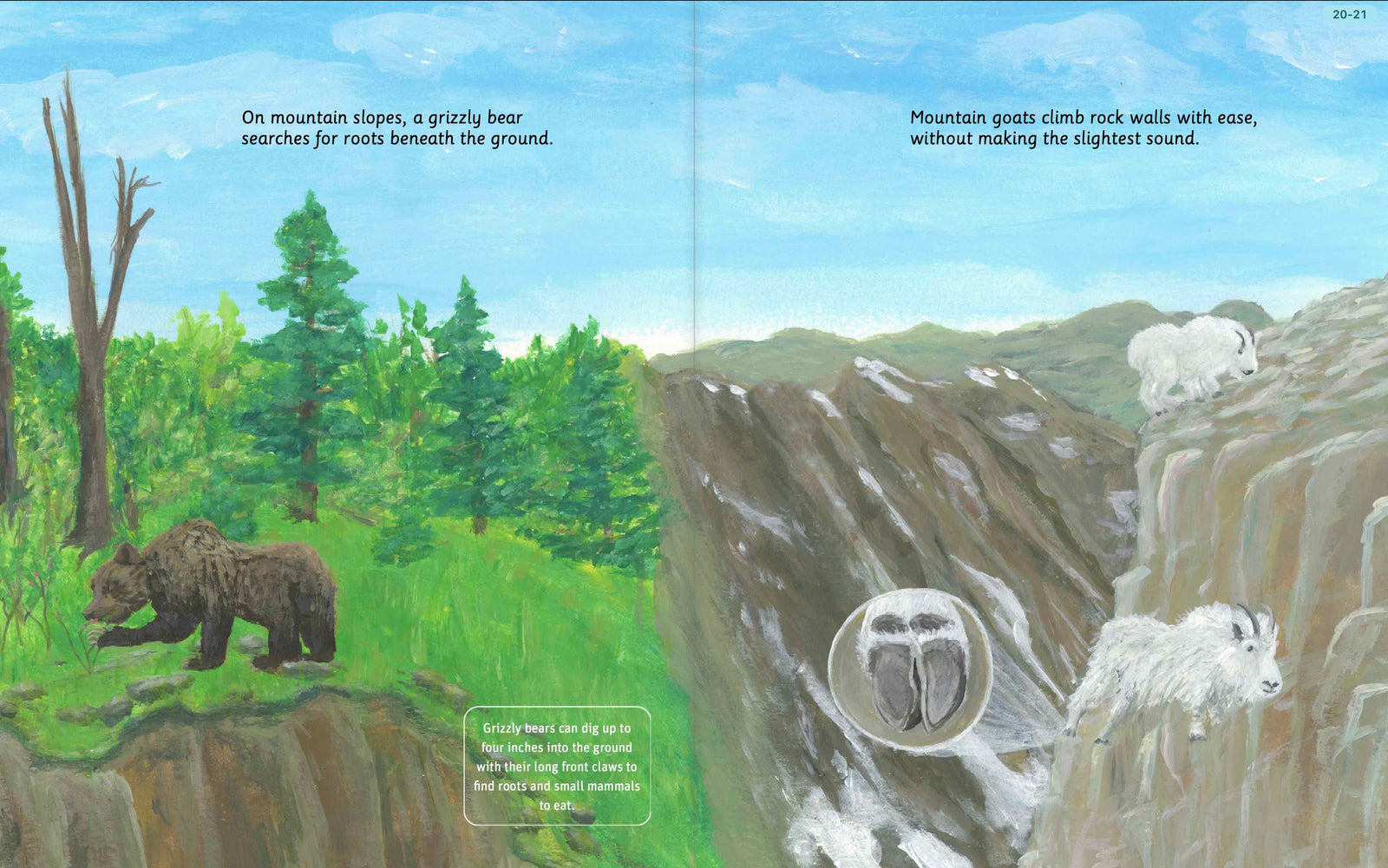 Illustrated Glacier National Park wildlife spread