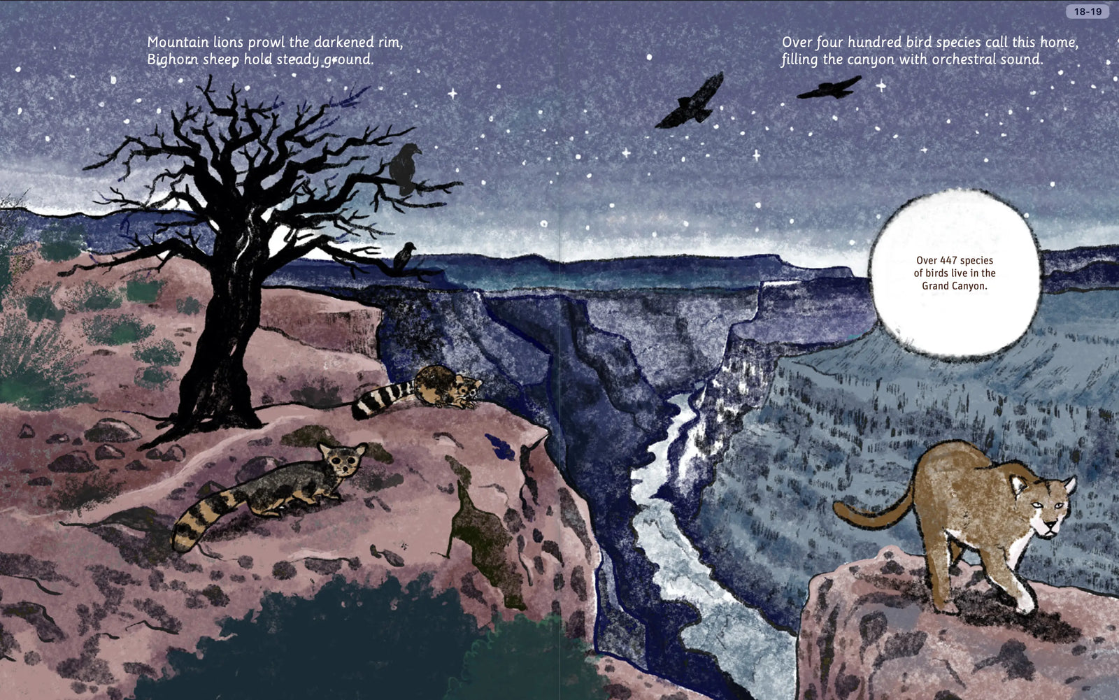 Illustrated Grand Canyon rock layers spread