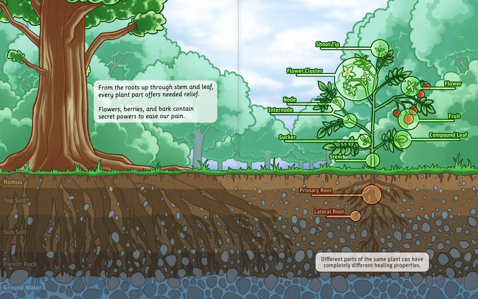 Illustrated herbs and garden spread