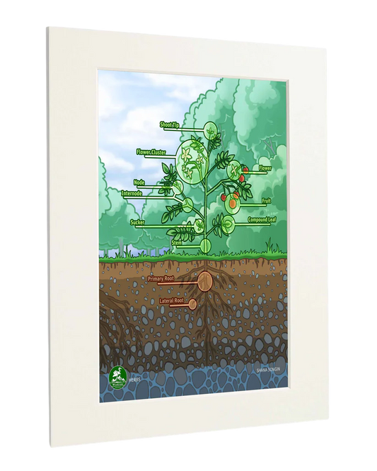 Herbs - Standard Art Print