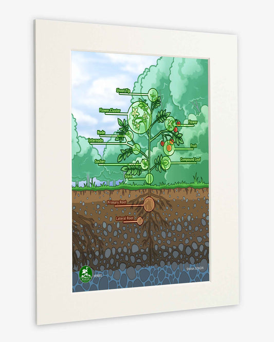 Herbs Art Print