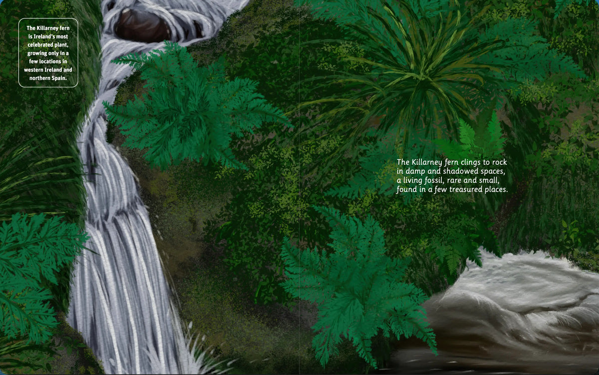 Illustrated Killarney National Park forest and wildlife spread