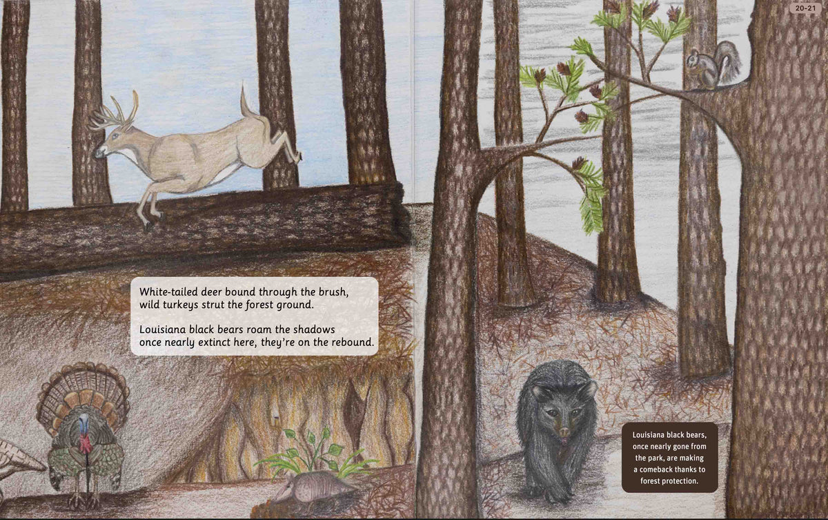 Illustrated Kisatchie National Forest woodland spread