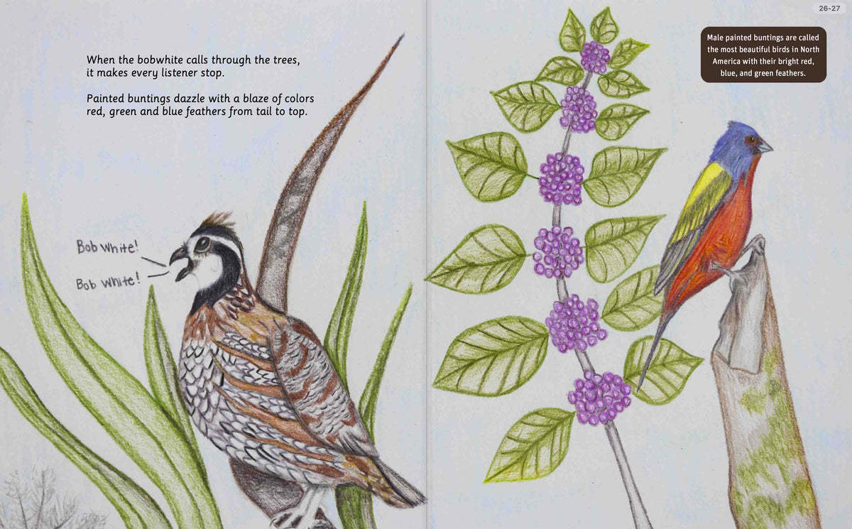 Illustrated Kisatchie National Forest wildlife spread