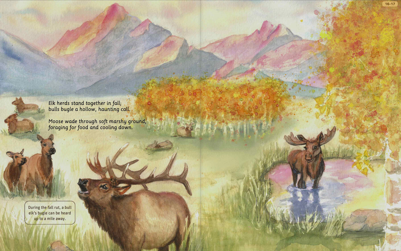 Illustrated Rocky Mountain National Park alpine spread
