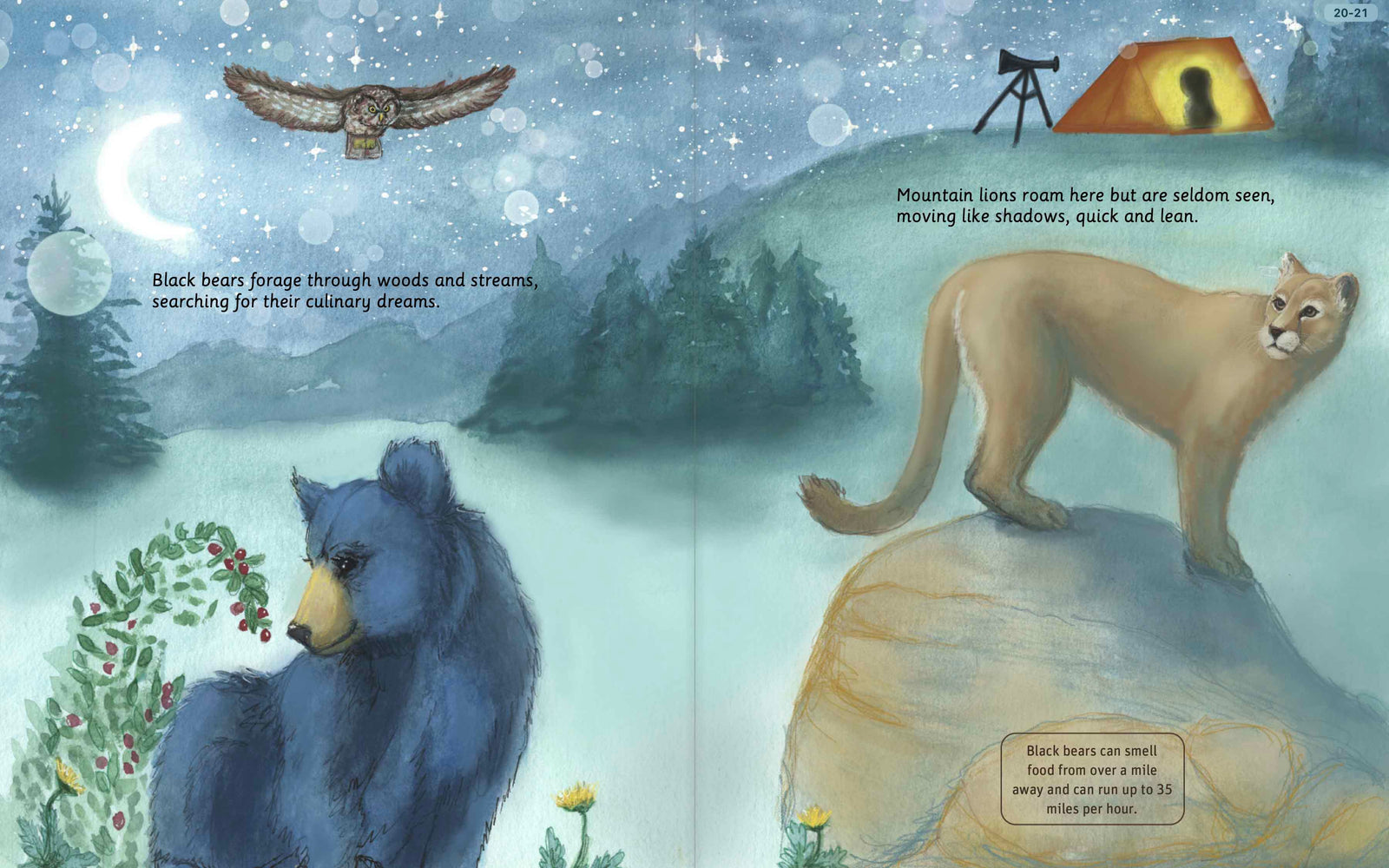Illustrated Rocky Mountain National Park wildlife spread
