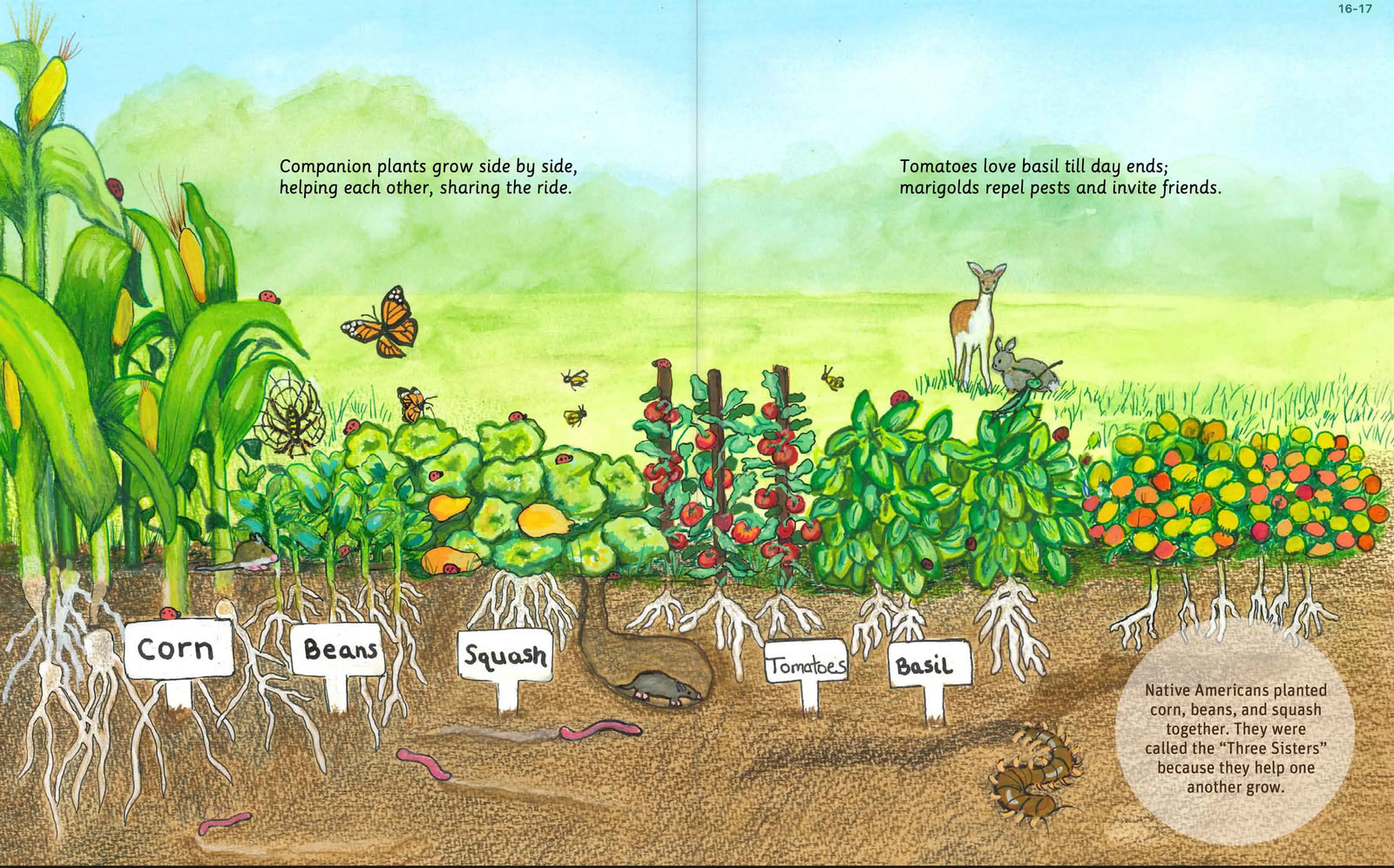Illustrated vegetable garden harvest spread